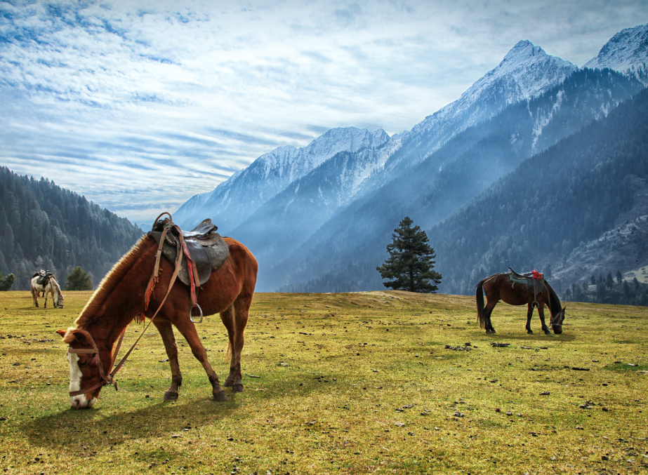  Aru Valley 